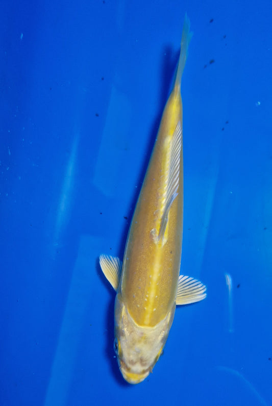 Yellow ogon